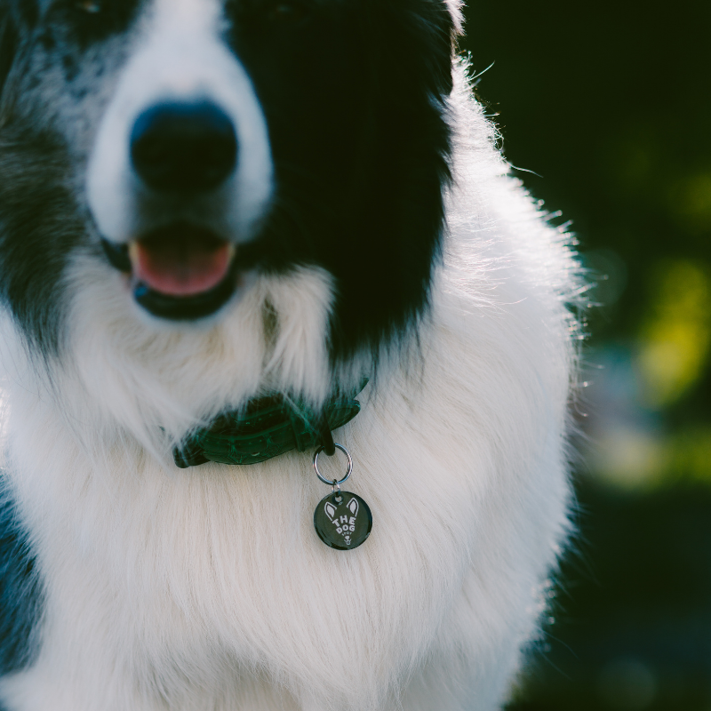 Placa Inteligente de The Dog Spot