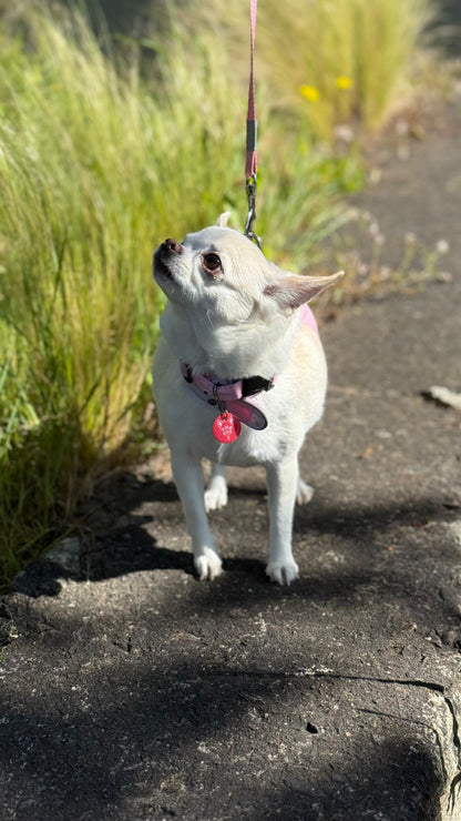 Placa Inteligente The Dog Spot