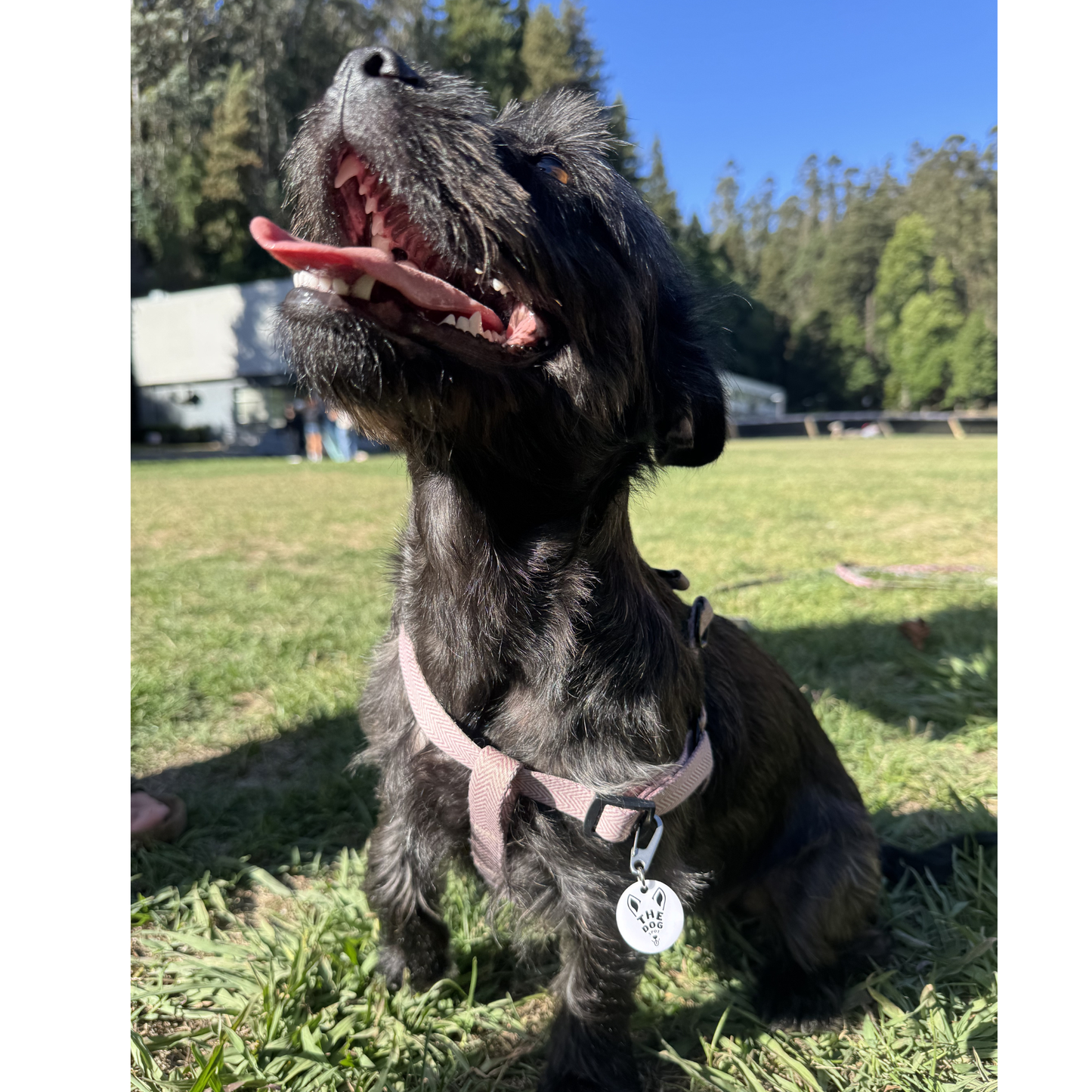 Placa Inteligente QR para Perros - The Dog Spot