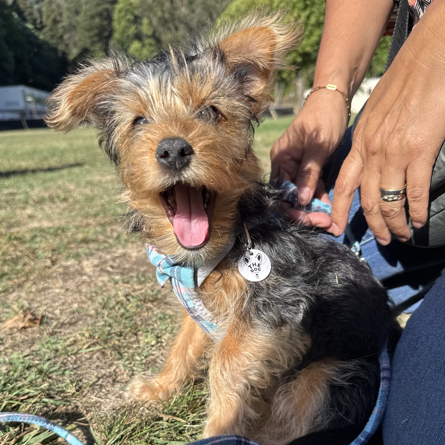 Placa Inteligente QR para Perros - The Dog Spot