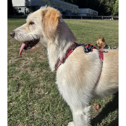 Placa Inteligente QR para Perros - The Dog Spot